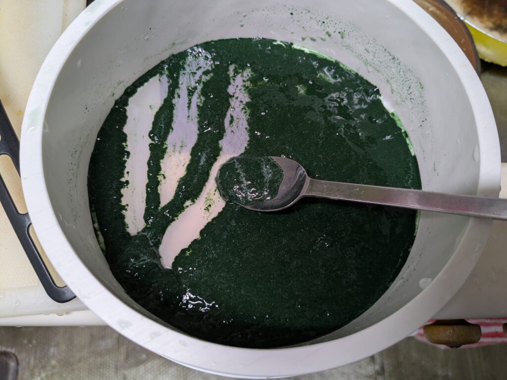 スピルリナ収穫
