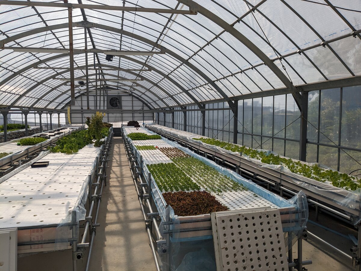 ハウス内 ベビーリーフ栽培の全景