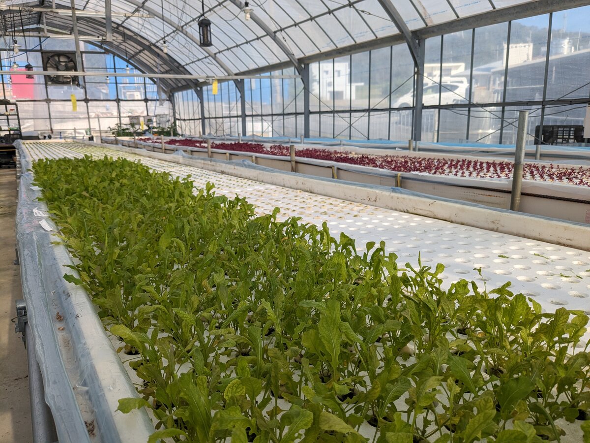 緑葉と赤リーフレタス 育成段階の異なる畝