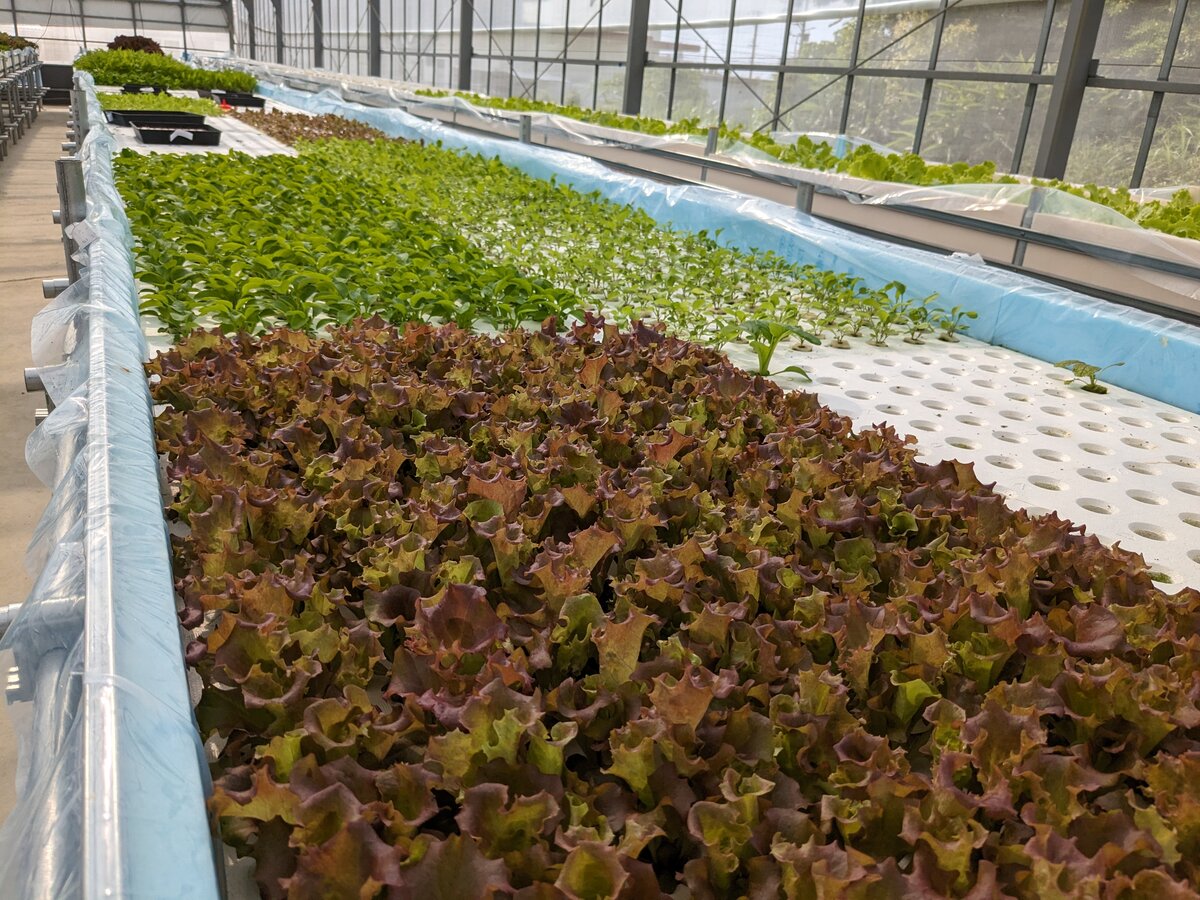 赤リーフレタスのクローズアップ