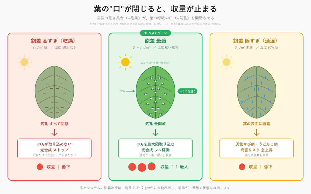 飽差と気孔の関係 — 高すぎ→閉鎖、最適→開放、低すぎ→結露